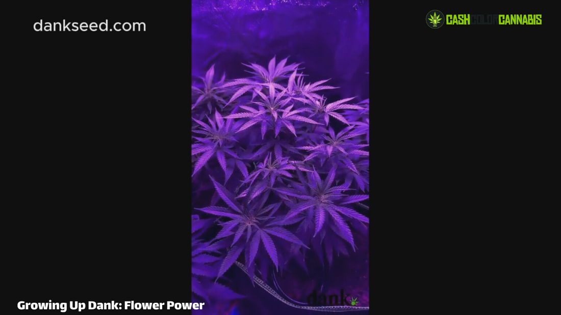 Growing Up Dank: Flower Power